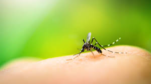 Detectan caso sospechoso de dengue en Santa Rosa