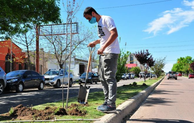 Se plantaron 340 árboles en la Av. Edison