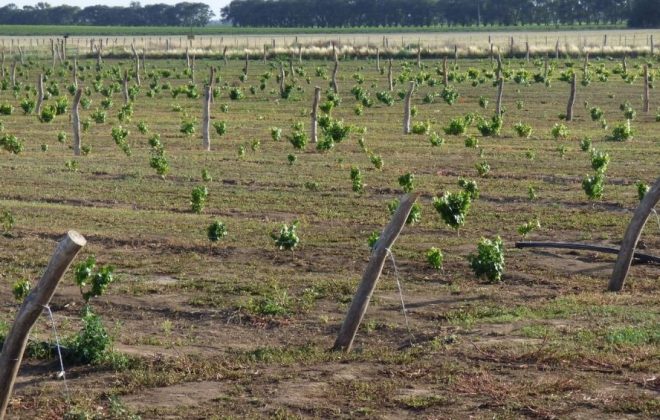 Entre viñedos y proyectos, Pichi Huinca se abre paso al progreso social y productivo