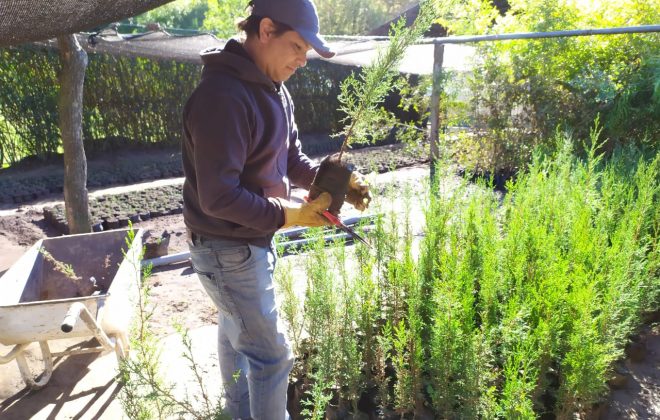 Recursos Naturales continúa con las buenas prácticas de poda en los municipios