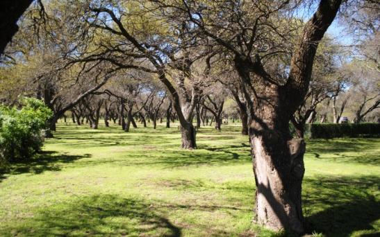 Tramitación de aportes no reintegrables para bosques nativos