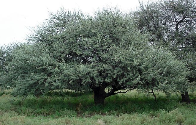 Tramitación de aportes no reintegrables para bosques nativos