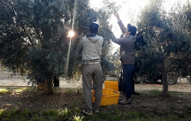 Excelente cosecha de olivos en la Chacra Experimental de Casa de Piedra