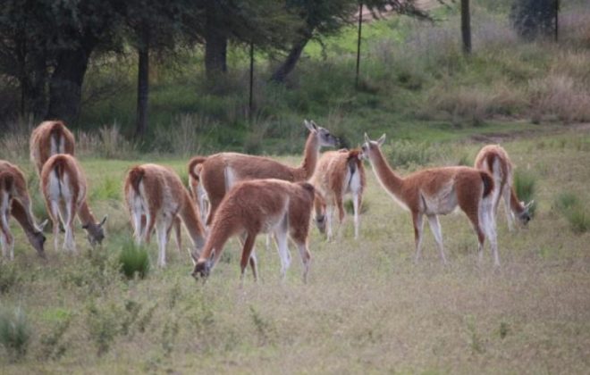 Localidades pampeanas se lucieron en la Competencia Natural de la Ciudad 2021