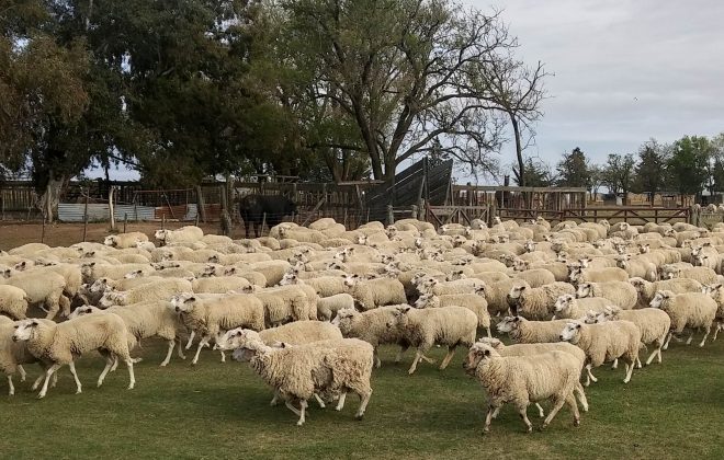 Destinan fondos para productores ovinos y caprinos