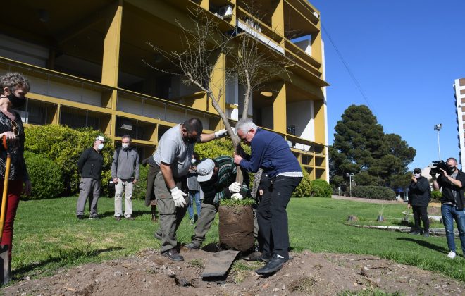 Primera etapa de plantación de especies nativas