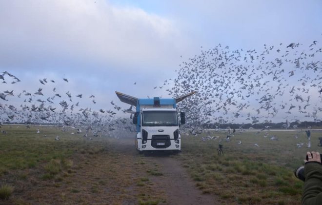 La imponente suelta de 20 mil palomas mensajeras