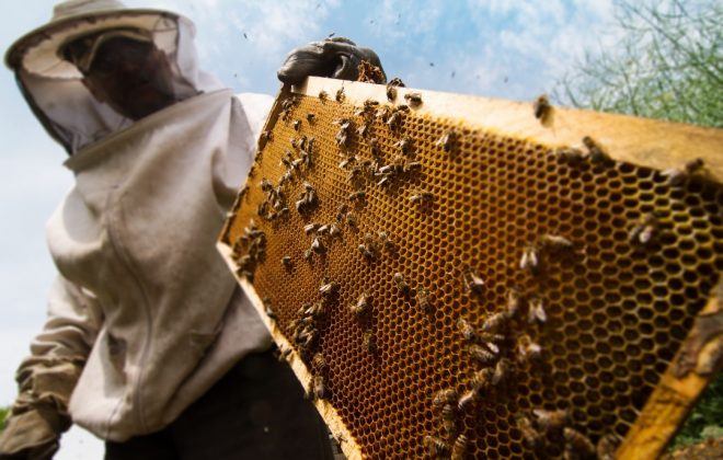 Brindan recomendaciones respecto al movimiento de apicultores