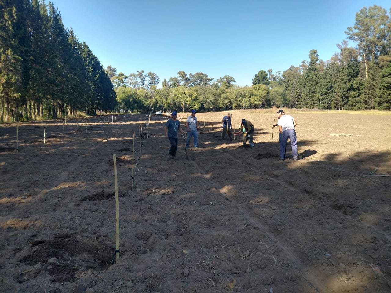 Caleufú: producción de olivos en el Vivero Forestal