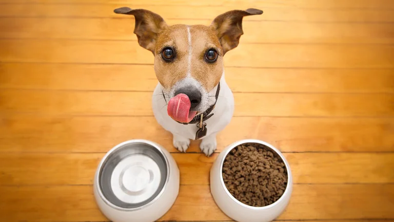 La frecuencia con la que se lava el plato donde comen los perros puede afectar la salud humana