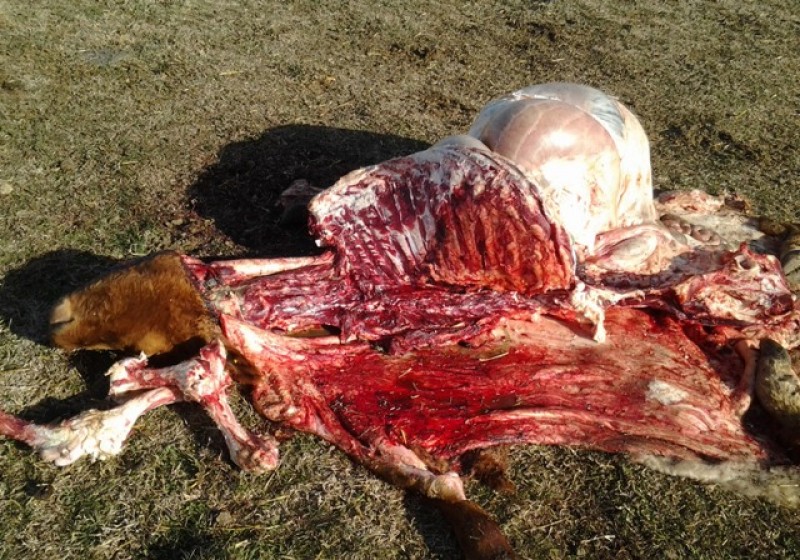 Hartos de furtivos: productores rurales de Naicó preocupados por la violencia de los cazadores