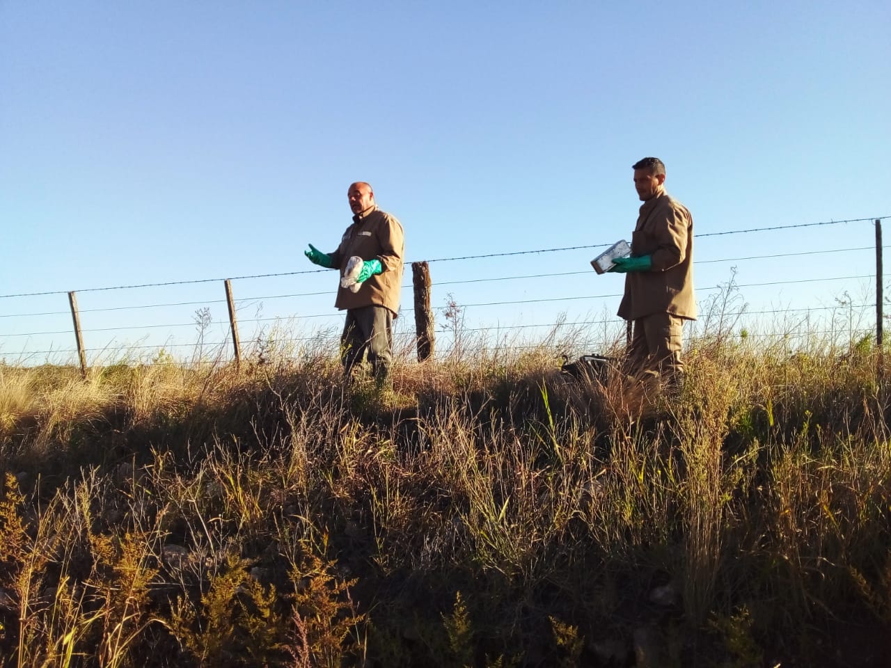 Vigilancia en roedores transmisores de la Fiebre Hemorrágica Argentina