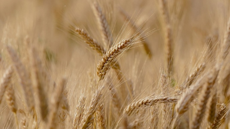 Cae la estimación de la cosecha de trigo por falta de lluvias