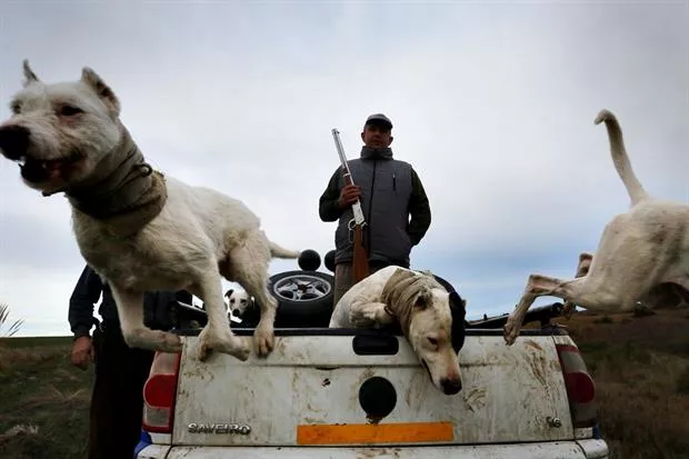 Declaran inconstitucional la caza con jauría en La Pampa