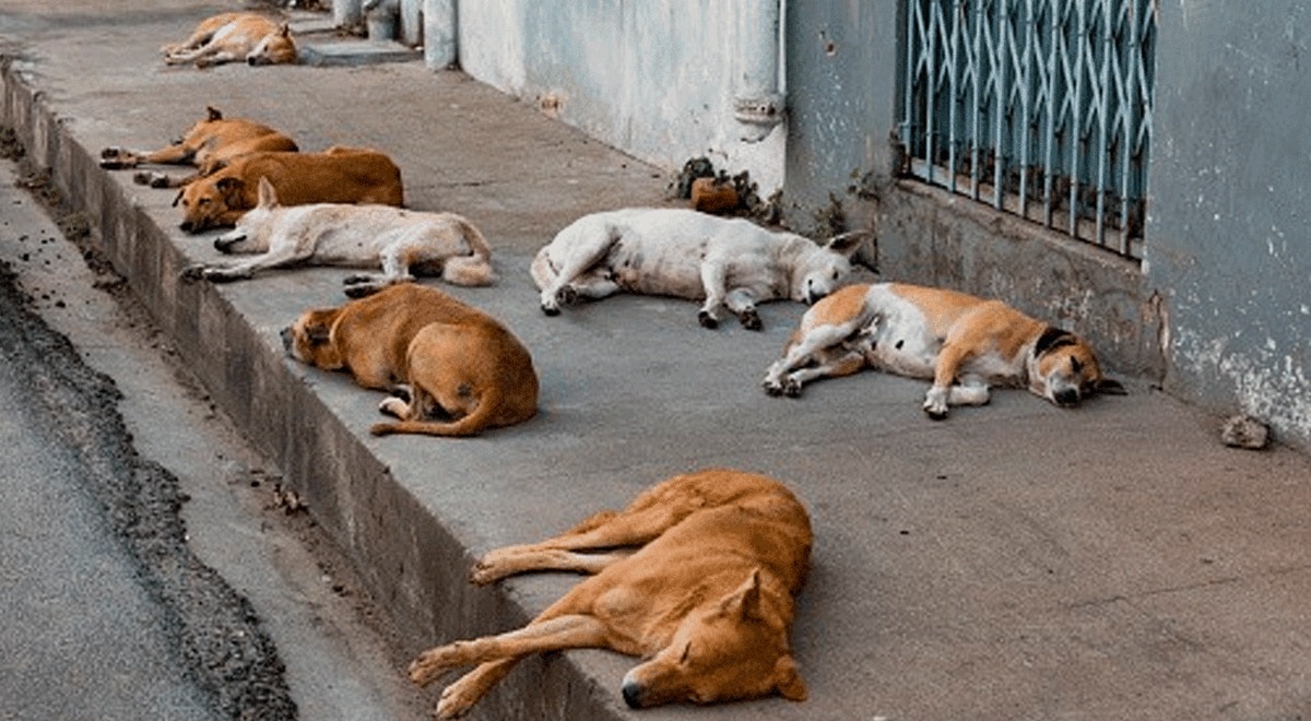 Santa Rosa: Preocupación de concejales sobre el “control de los perros”