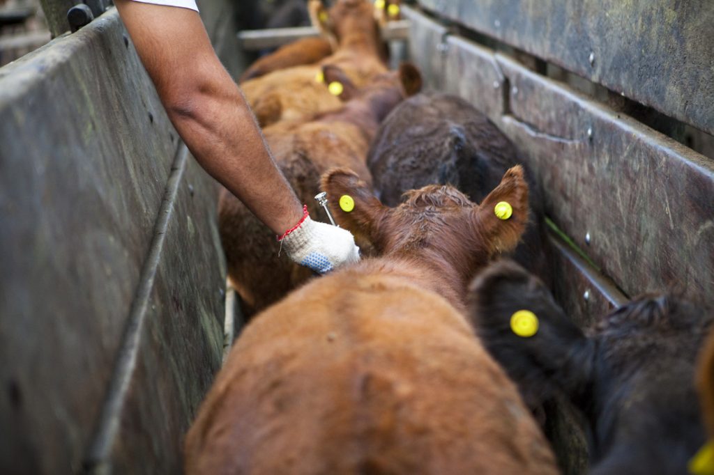 Argentina inició la primera exportación de vacunas contra la fiebre aftosa a Indonesia