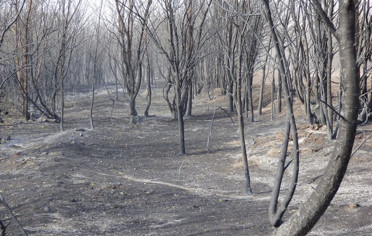 Funcionarios del Gobierno recorrieron las zonas afectadas por los incendios en La Pampa