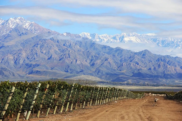 Vinos orgánicos: expertos explican por qué son sustentables, saludables y con la esencia de su tierra