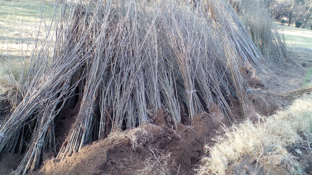 La Pampa vendió más de 32.000 árboles a San Luis