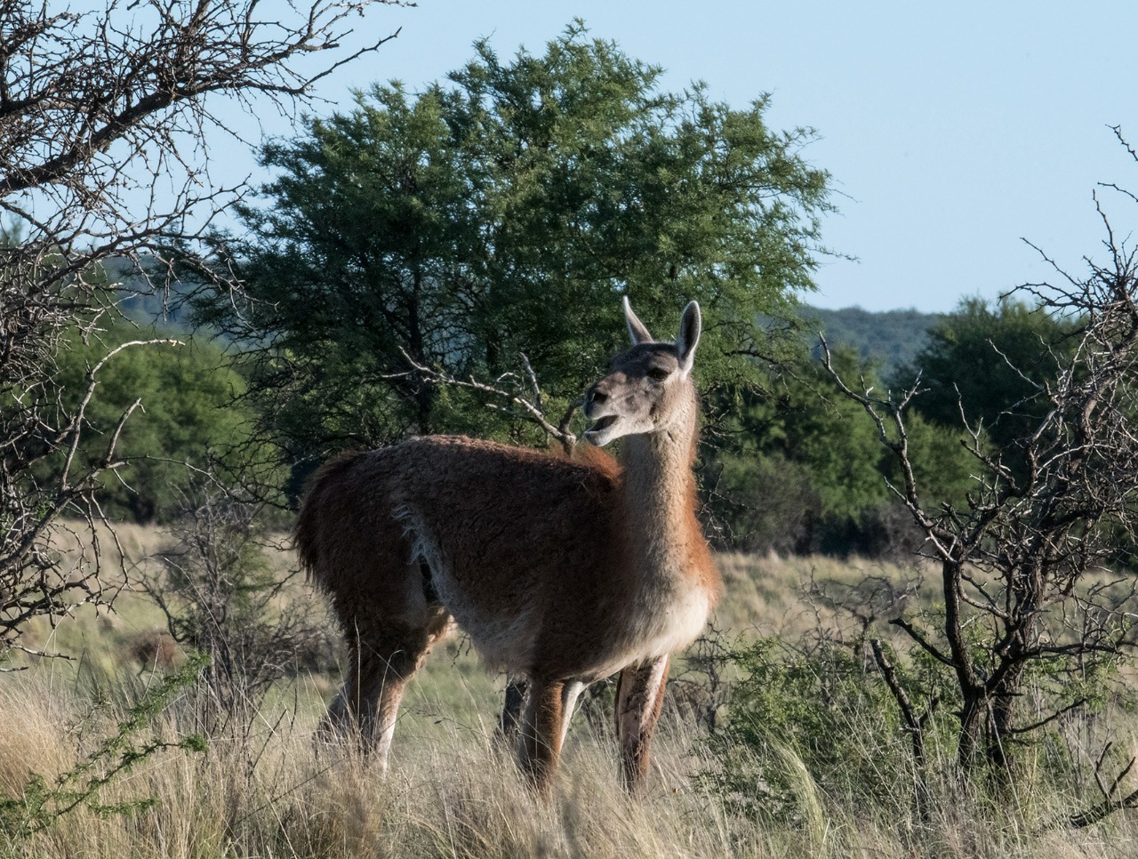 Parque Luro: Introducirán nuevos guanacos para restaurar el equilibrio ecológico