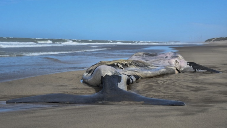 Chubut: Siguen apareciendo ballenas muertas en Península de Valdés