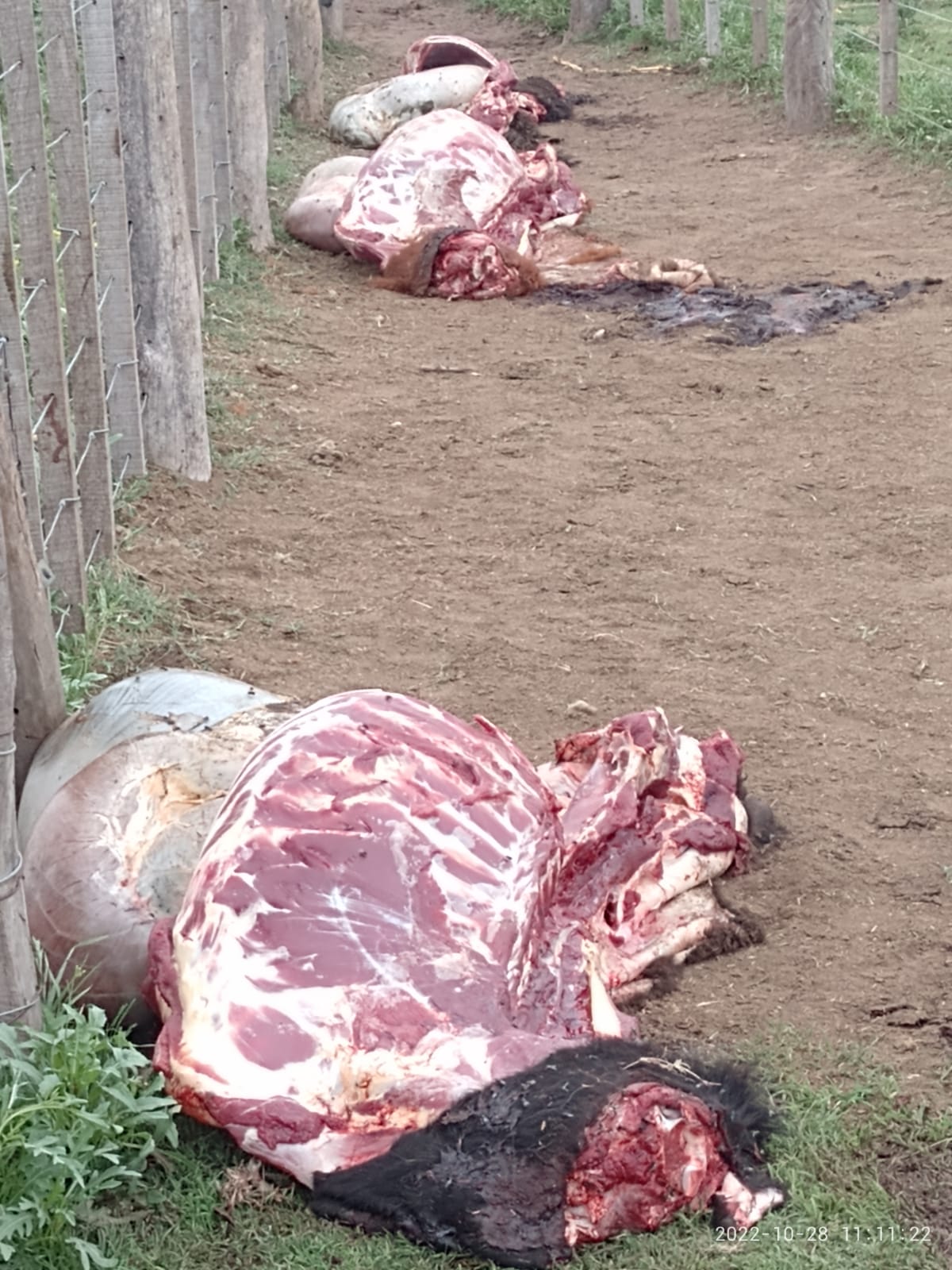 Matan y faenan a tres animales en un campo a 10 kilómetros de Santa Rosa