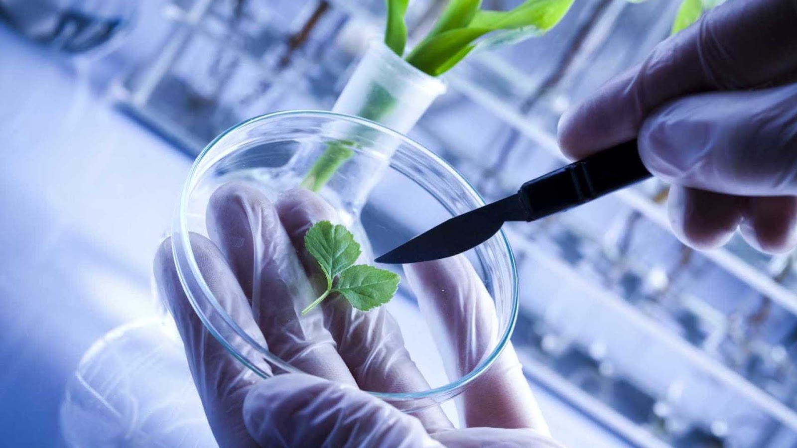 Crece la biotecnología argentina: una empresa bonaerense lanzó un producto único para mejorar la productividad del sector agrícola-ganadero