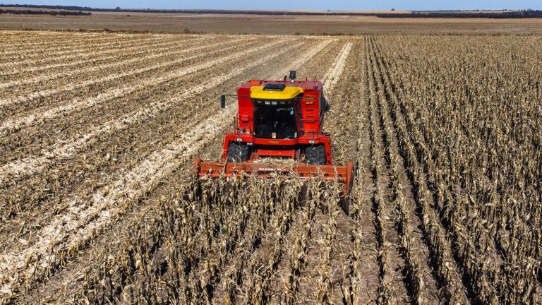 Una estimación de la campaña de Trigo en La Pampa arroja unas 247 mil hectáreas sembradas pero la producción caería un 38%