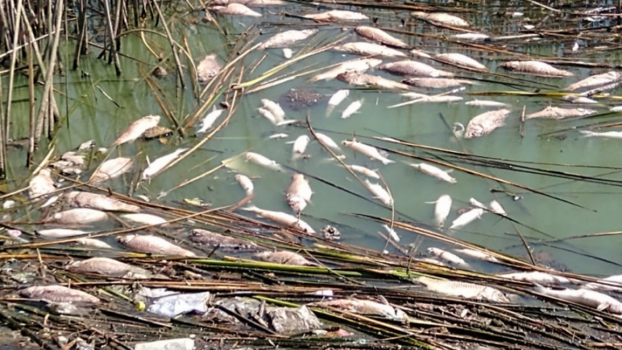 Analizan la situación por la mortandad de peces en la Laguna “Don Tomás”