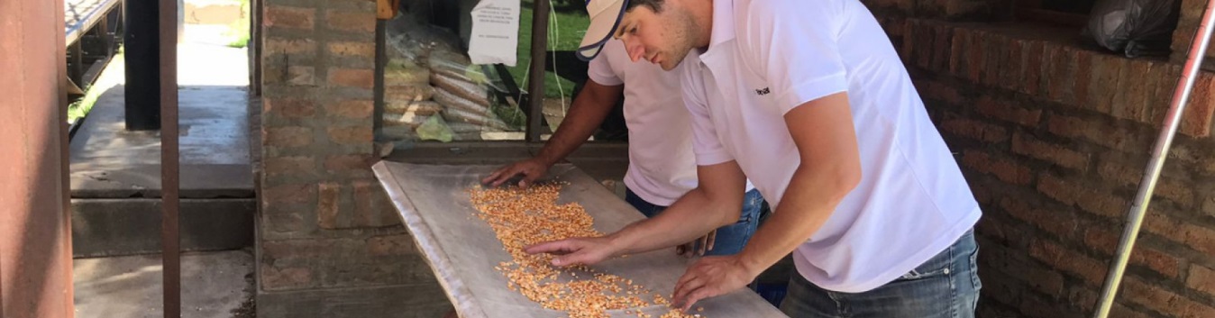 La Pampa: Certifican 420 toneladas de grano de maíz para exportar a Chile