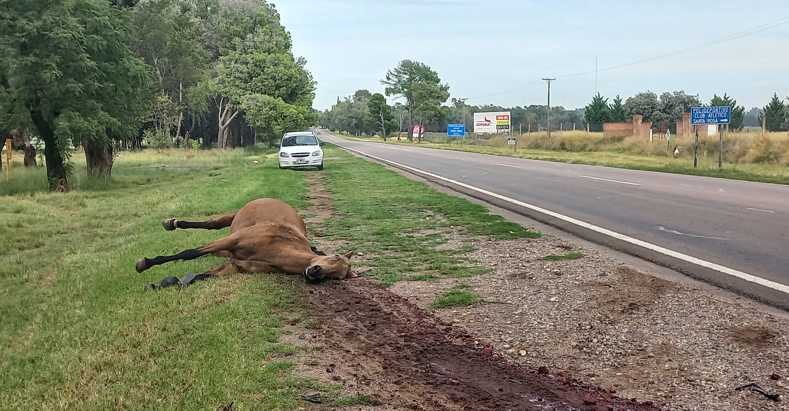 Santa Rosa: Un auto chocó un equino en la RN 5