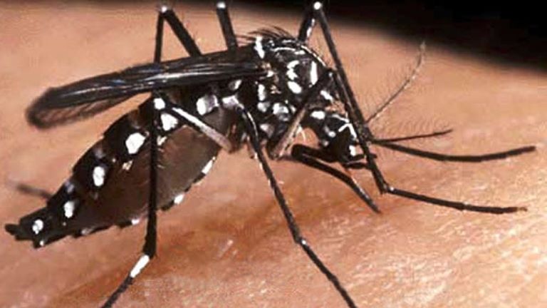 Confirmaron que hay circulación comunitaria de Dengue y Chikungunya en el AMBA