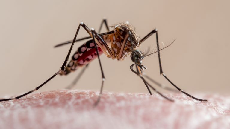 Piden extremar medidas de prevención frente al aumento de casos de dengue