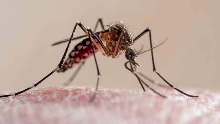 Detectaron el primer caso de dengue autóctono de la provincia
