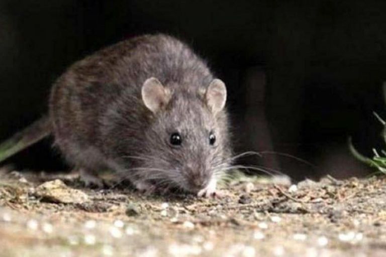 El Gobierno informó sobre un posible caso fatal de hantavirus en General Acha