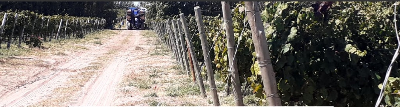 Certifican más de 500 toneladas de uva pampeana para vinificar en bodegas argentinas