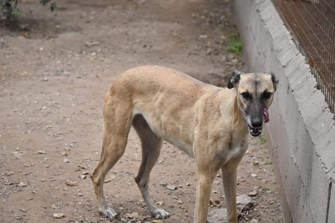 APANI denunció el robo de perros de su refugio