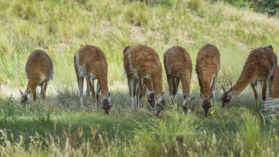 Suman 31 guanacos a la población del Parque Luro