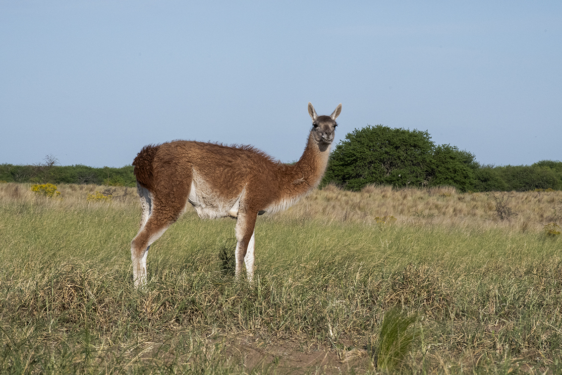 Repatriación exitosa del guanaco en la Reserva Provincial Parque Luro