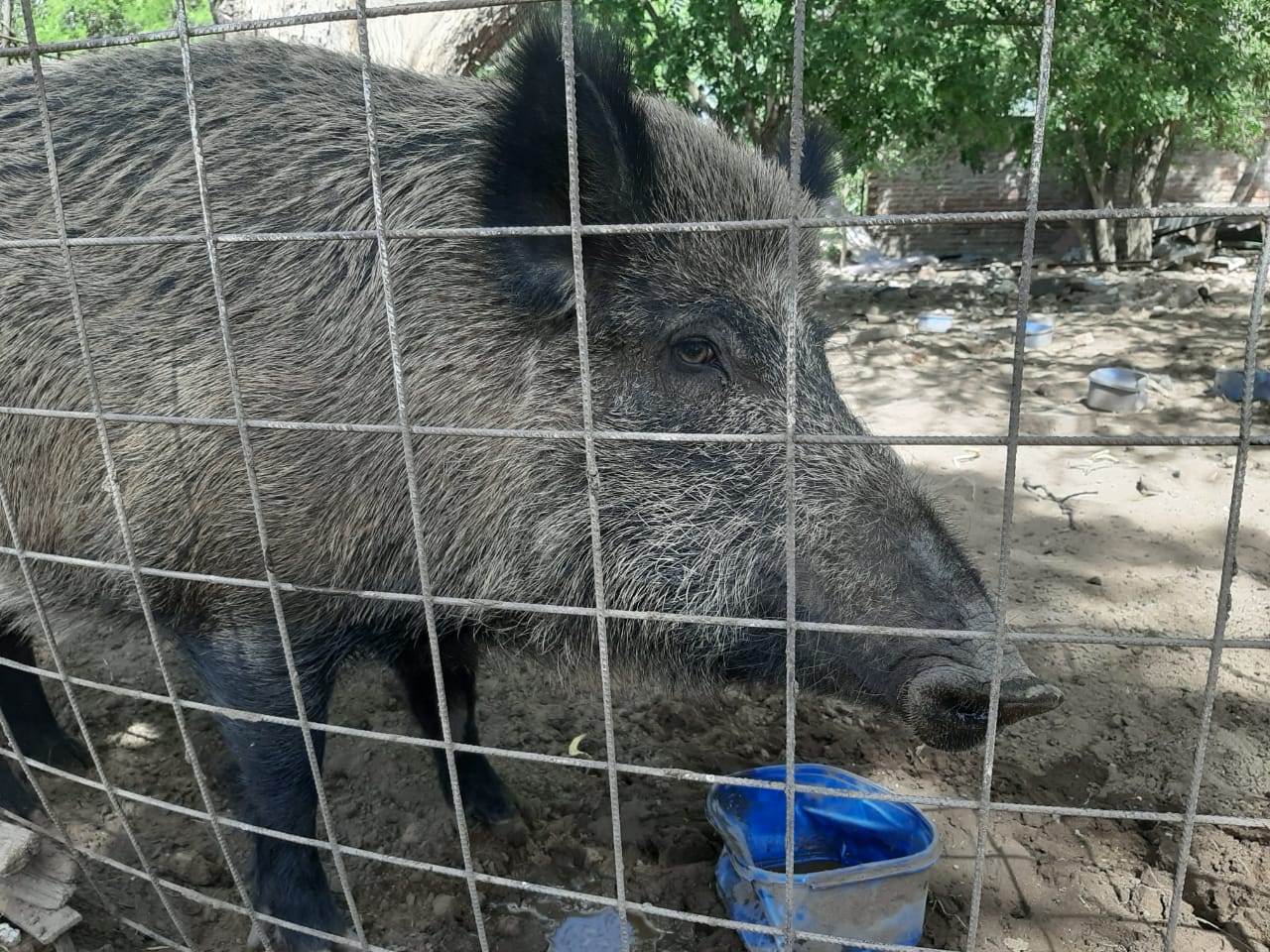 Macachín: Detectaron un caso de triquinosis en un jabalí