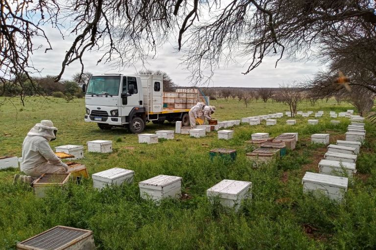 La Pampa es la tercera productora de miel orgánica del país y exportó 7.000 toneladas