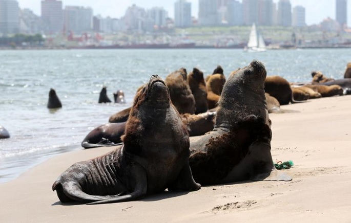 Mar del Plata: Cerraron la escollera sur por casos de gripe aviar en lobos marinos