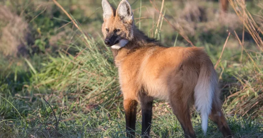 El aguará guazú volvió a La Pampa luego de 200 años