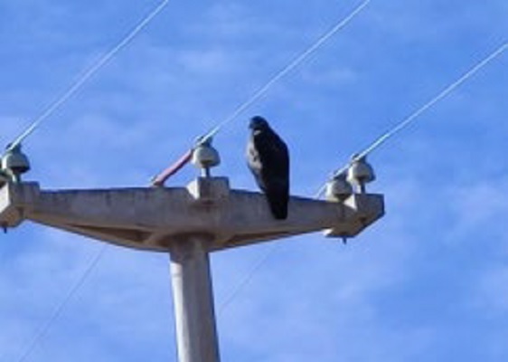 Monitorean las redes eléctricas para proteger a las aves rapaces