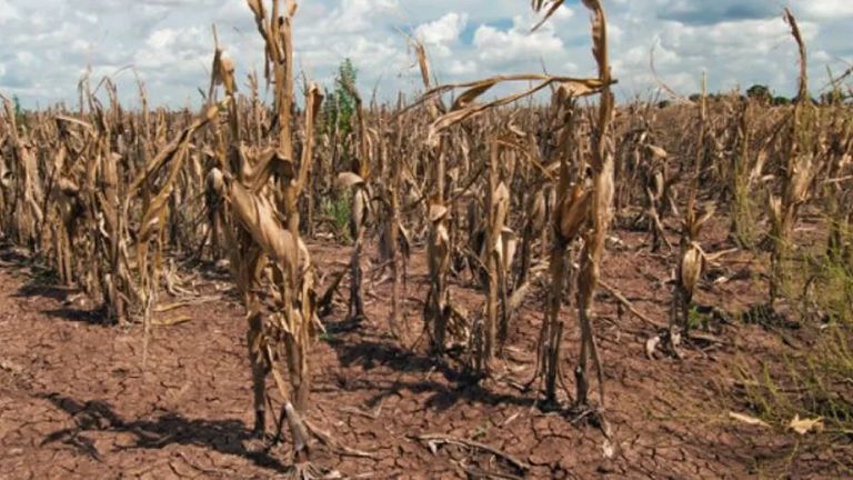 Extienden la emergencia agropecuaria por sequía en Río Negro, Santa Fe y La Pampa