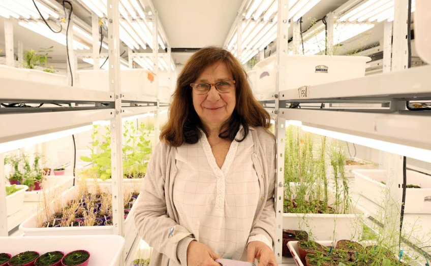 Premian a bioquímica argentina Raquel Chan, descubridora del gen HB4 en girasol tolerante a sequía