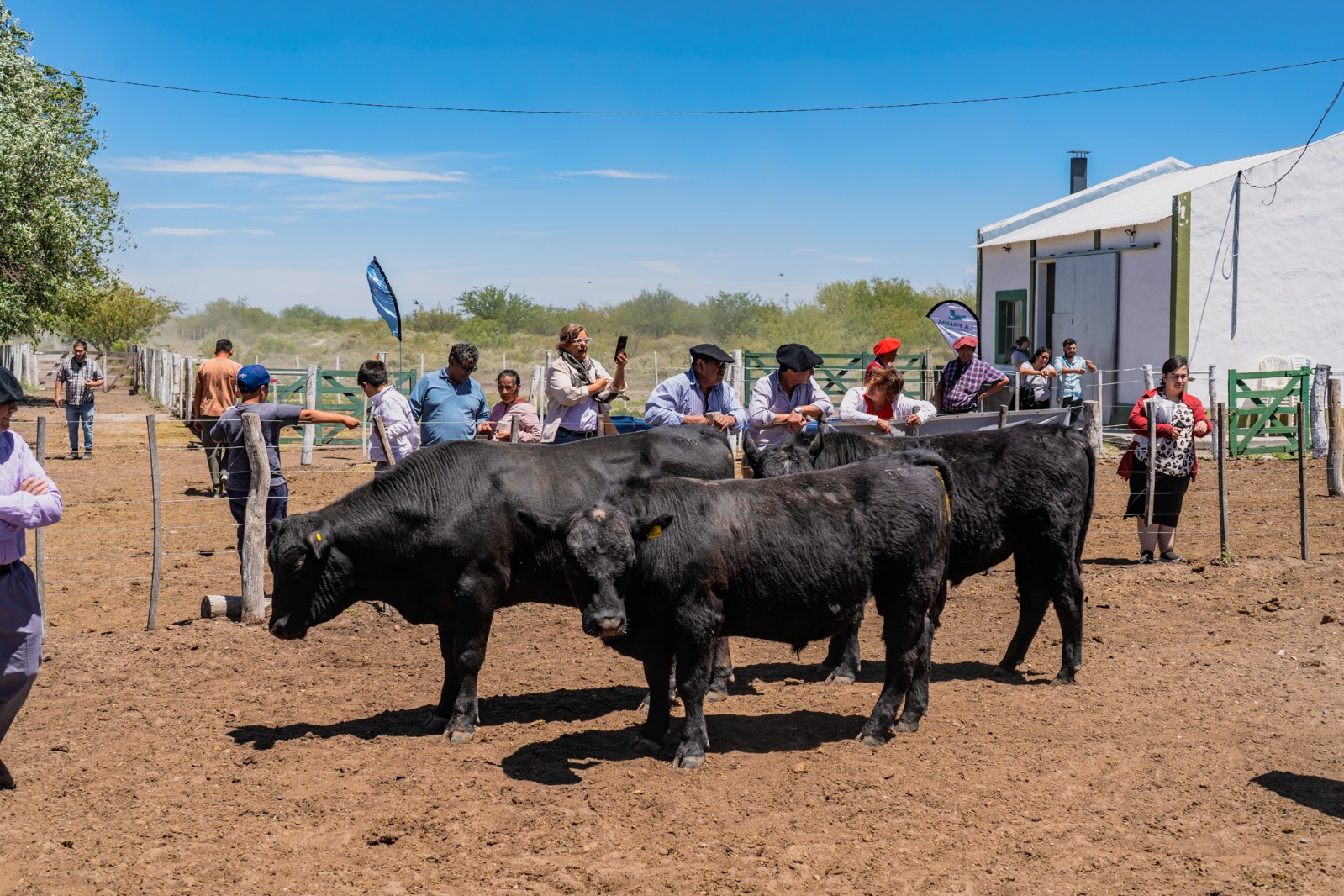 Se entregaron los toros 2023 de la Estación Experimental de Santa Isabel