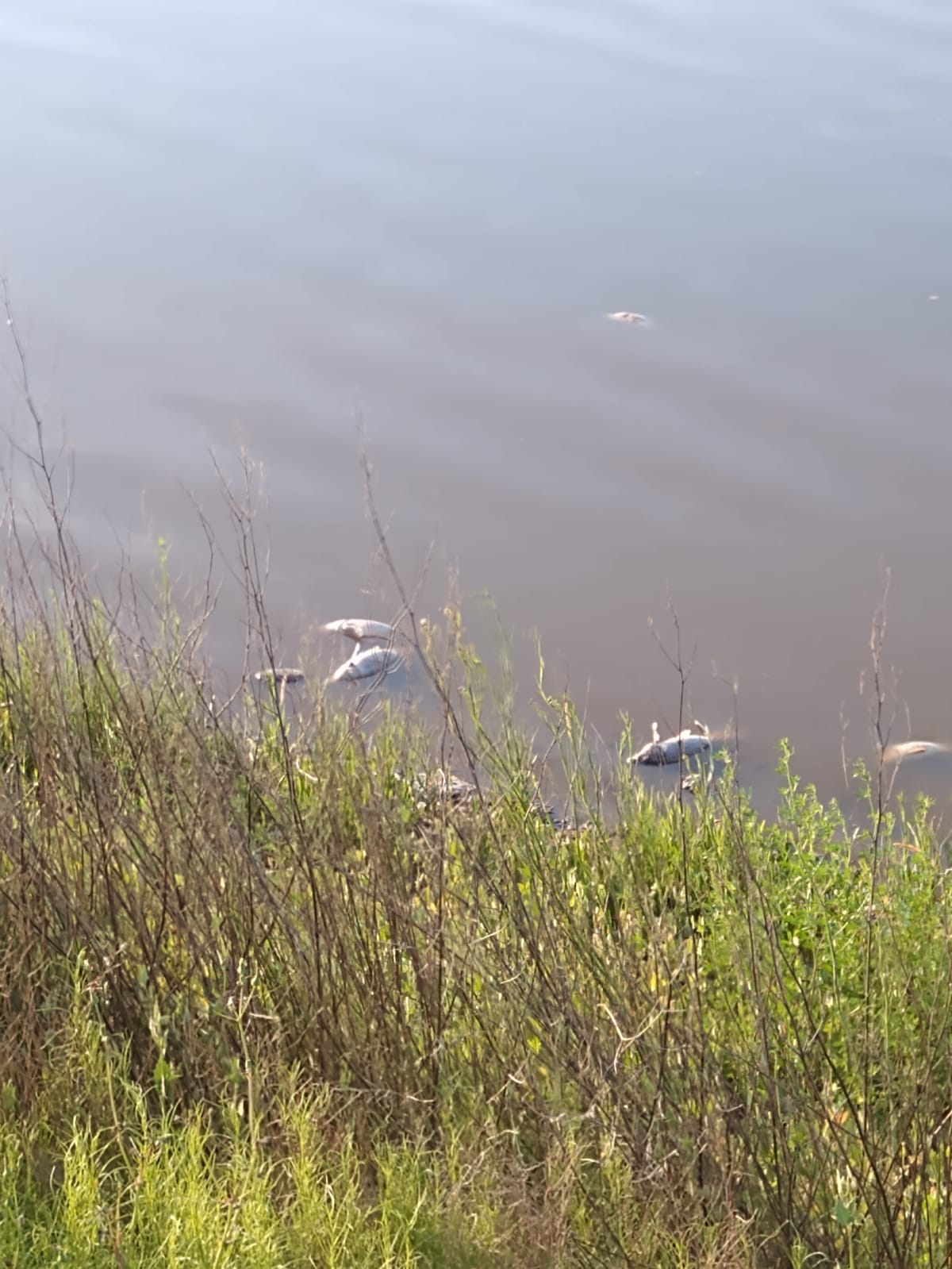 Santa Rosa: Activan protocolo ante mortandad de peces en la laguna Don Tomás