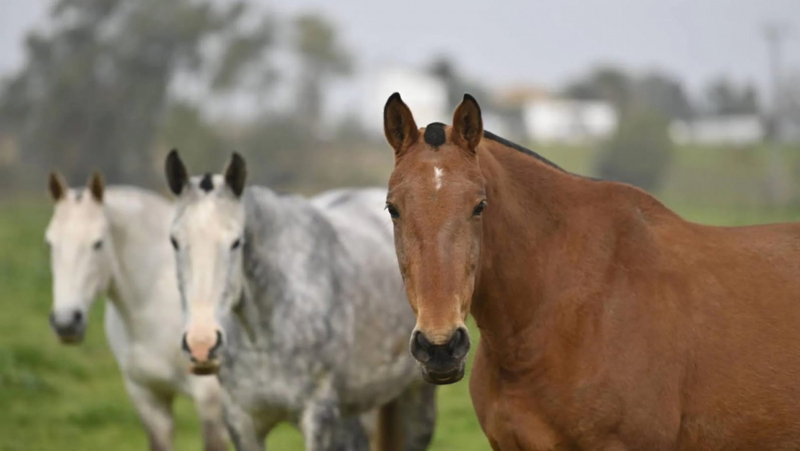 Se confirmaron más casos de encefalitis equina en La Pampa