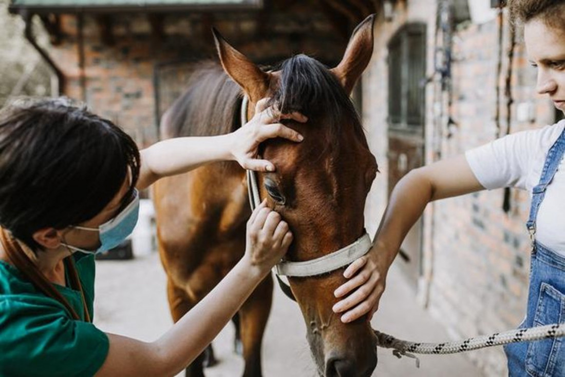 Confirman tres casos de Encefalitis Equina en La Pampa